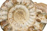 Huge Jurassic Ammonite (Kranosphinctes?) Fossil - Madagascar #175802-4